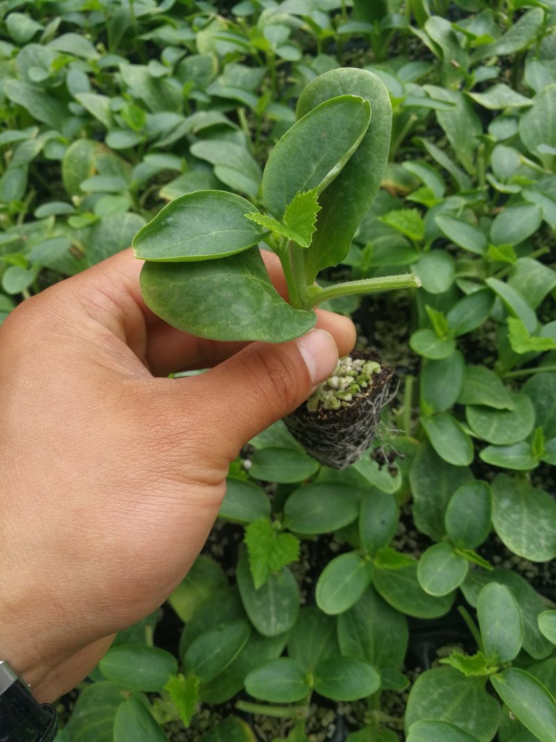 黄瓜苗強雌油量产量高抗病强