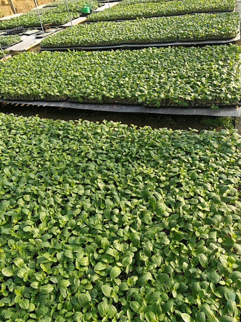 黄瓜苗強雌油量产量高抗病强