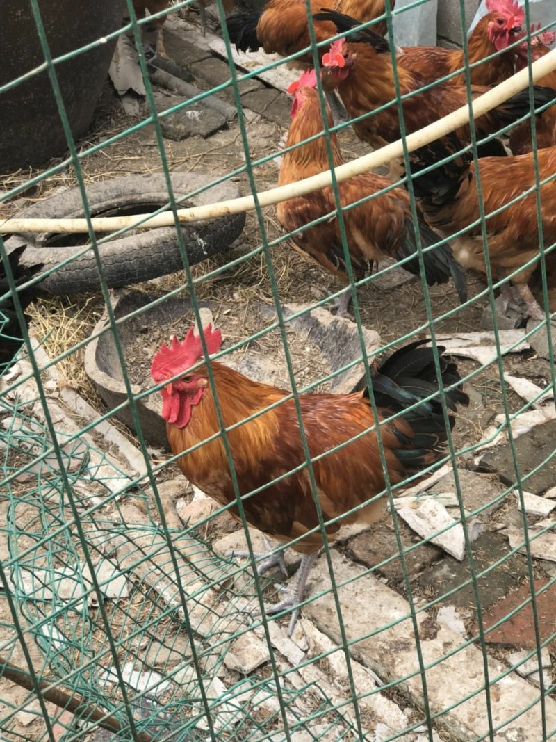 散养老公鸡大公鸡均重5到7斤