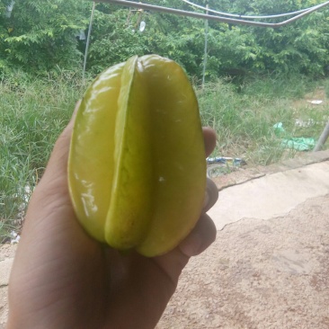 甜杨桃