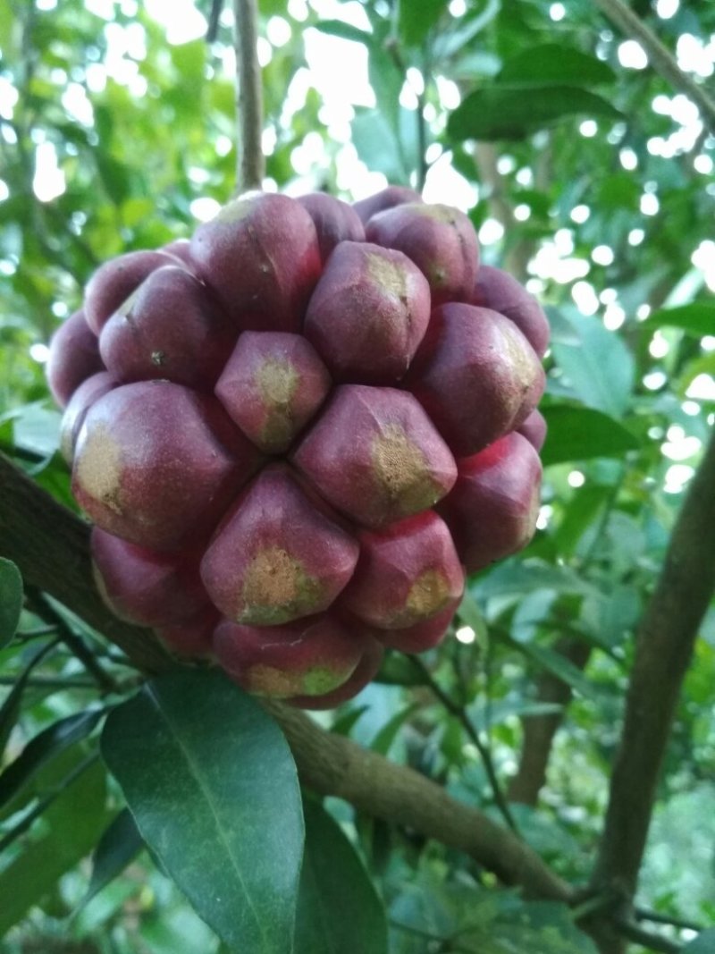 天下第一奇果——布福娜黑老虎