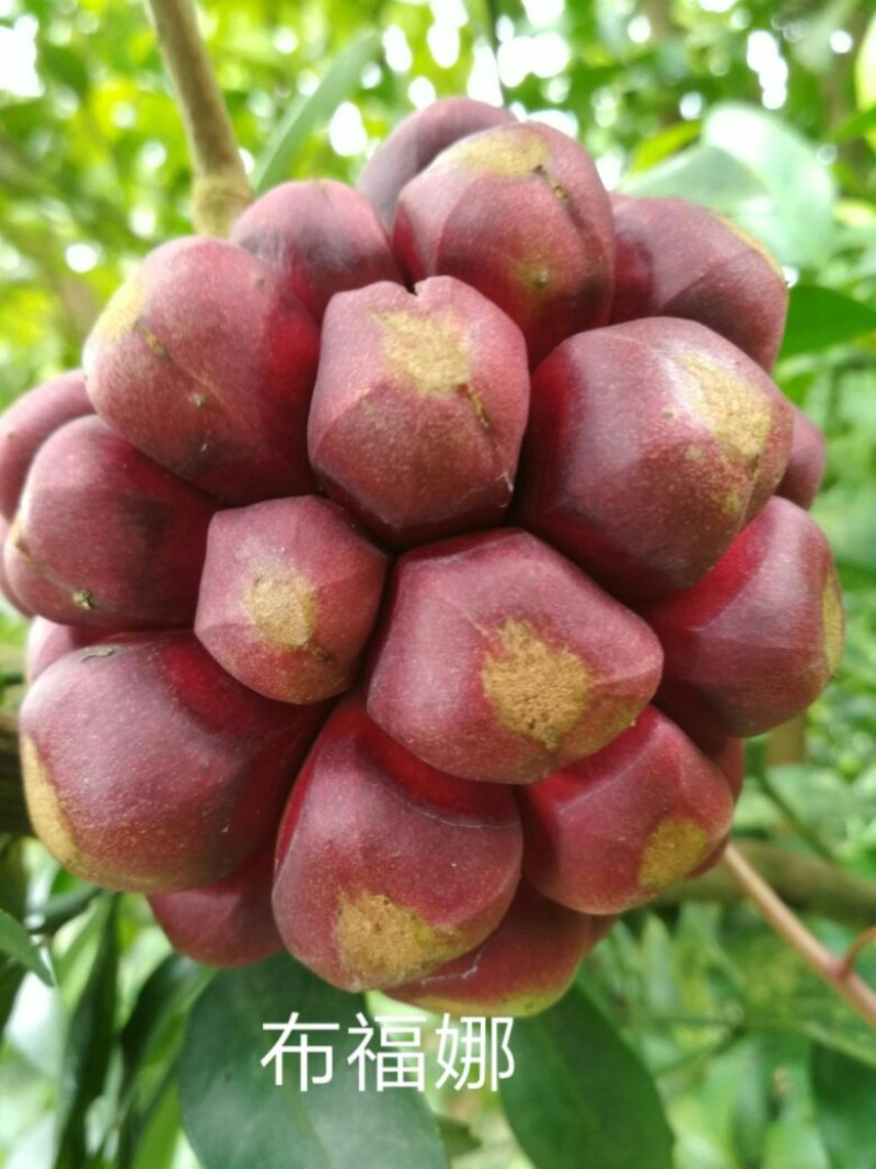 天下第一奇果——布福娜黑老虎