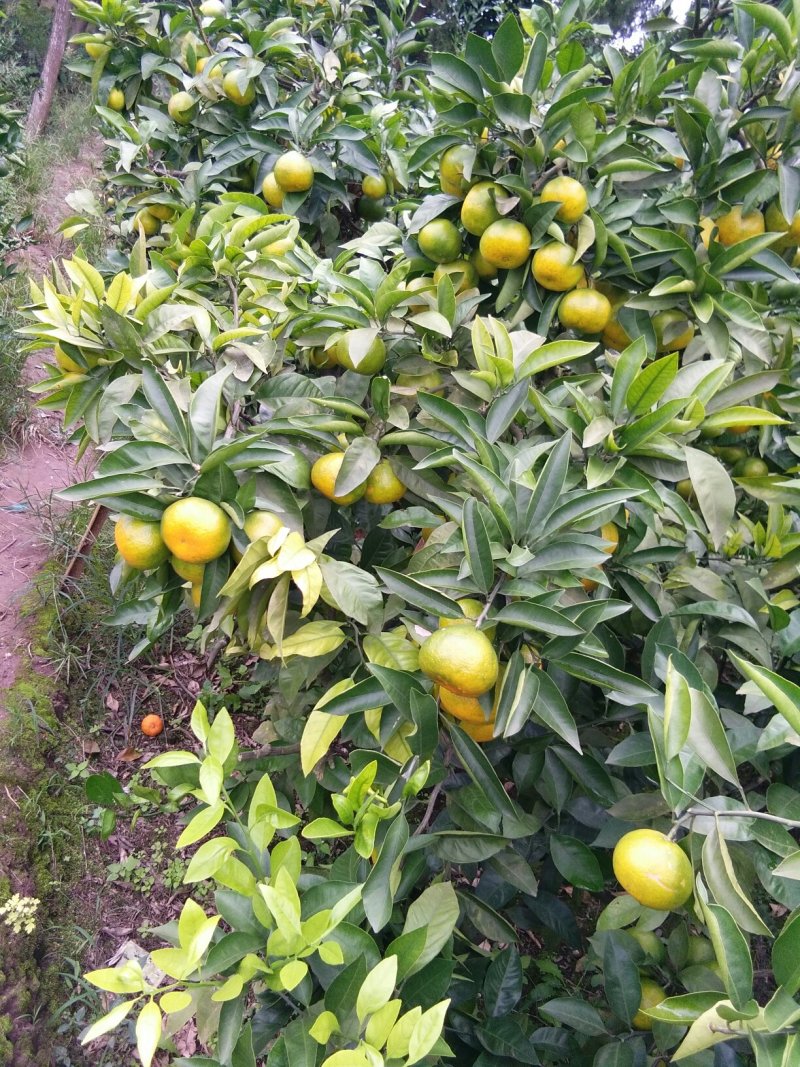 蜜橘，产地直销，产地选货普早蜜桔，产地直供，选货，果框运