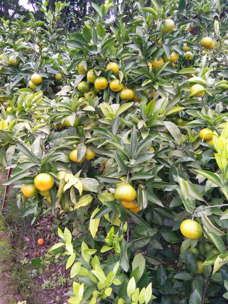 蜜橘，产地直销，产地选货普早蜜桔，产地直供，选货，果框运