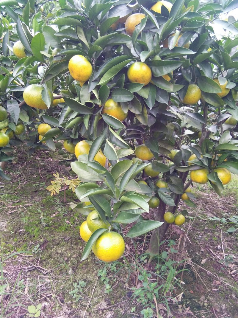 蜜橘，产地直销，产地选货普早蜜桔，产地直供，选货，果框运