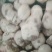 青海省海东市乐都区洋芋（也叫土豆）