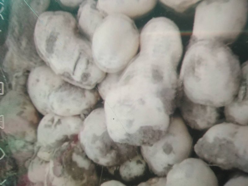 青海省海东市乐都区洋芋（也叫土豆）