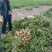 青海省海东市乐都区洋芋（也叫土豆）
