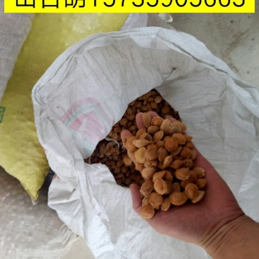各种种籽