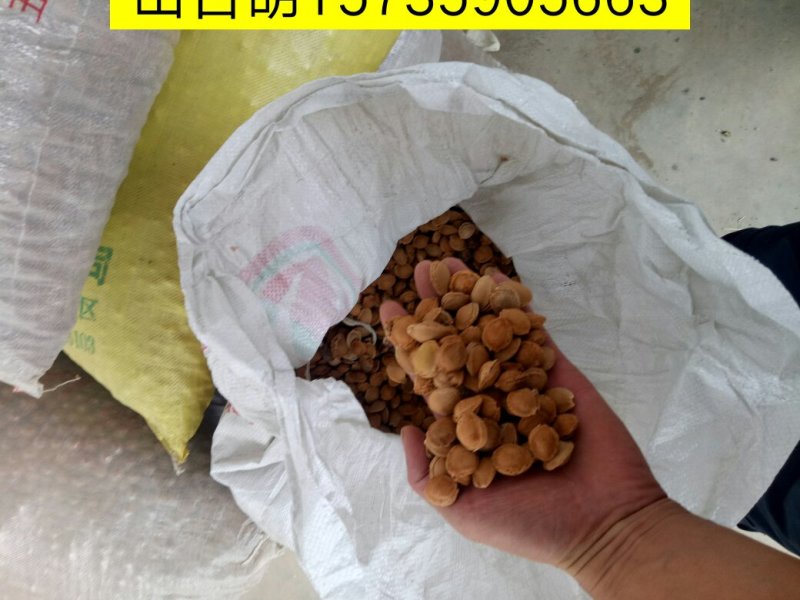 各种种籽