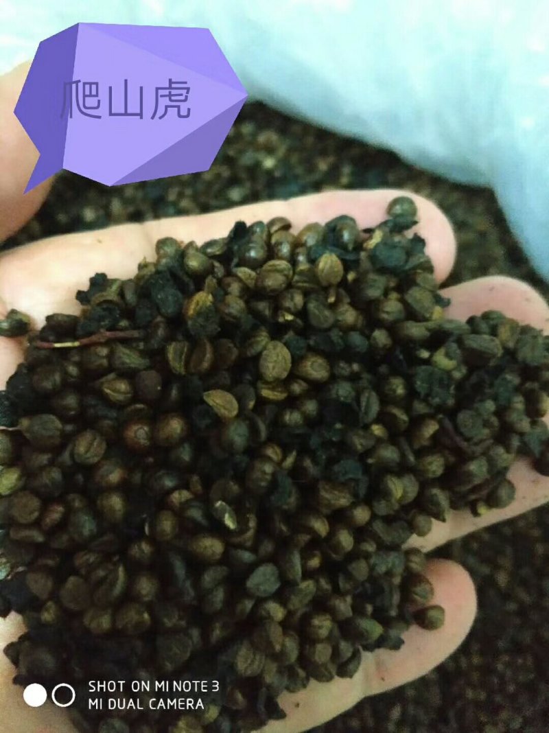 各种种籽