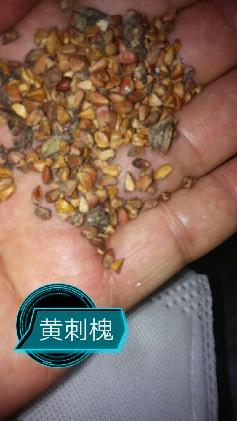 各种种籽