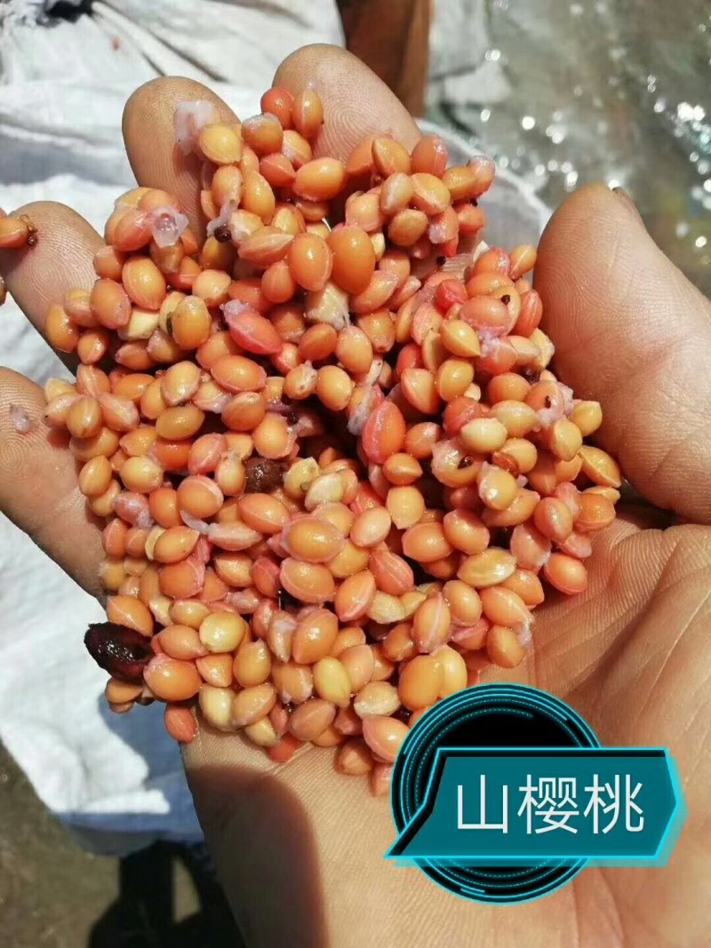 各种种籽