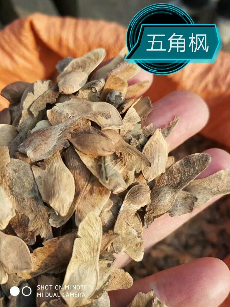 各种种籽