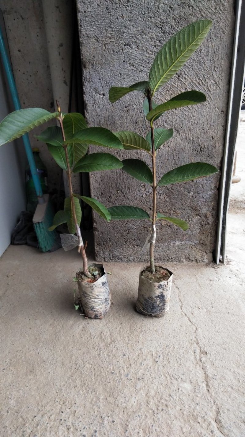 红心芭乐苗番石榴苗营养杯种苗