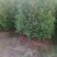 各种规格的木荷苗，枫香苗，杜英苗，杉木苗，油茶苗，香樟苗