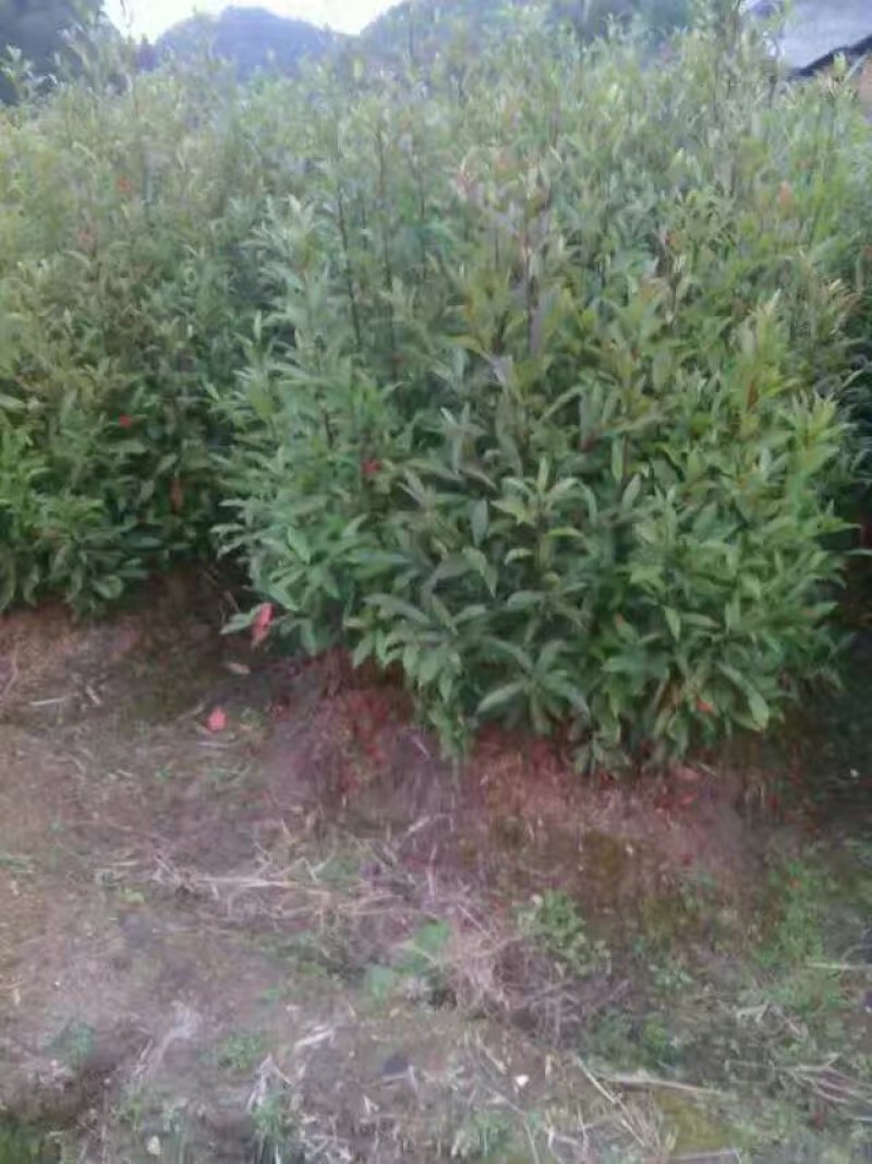 各种规格的木荷苗，枫香苗，杜英苗，杉木苗，油茶苗，香樟苗