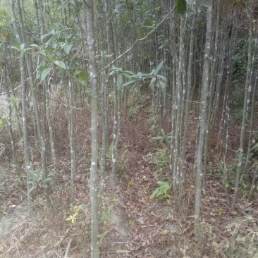 各种规格的木荷苗，枫香苗，杜英苗，杉木苗，油茶苗，香樟苗
