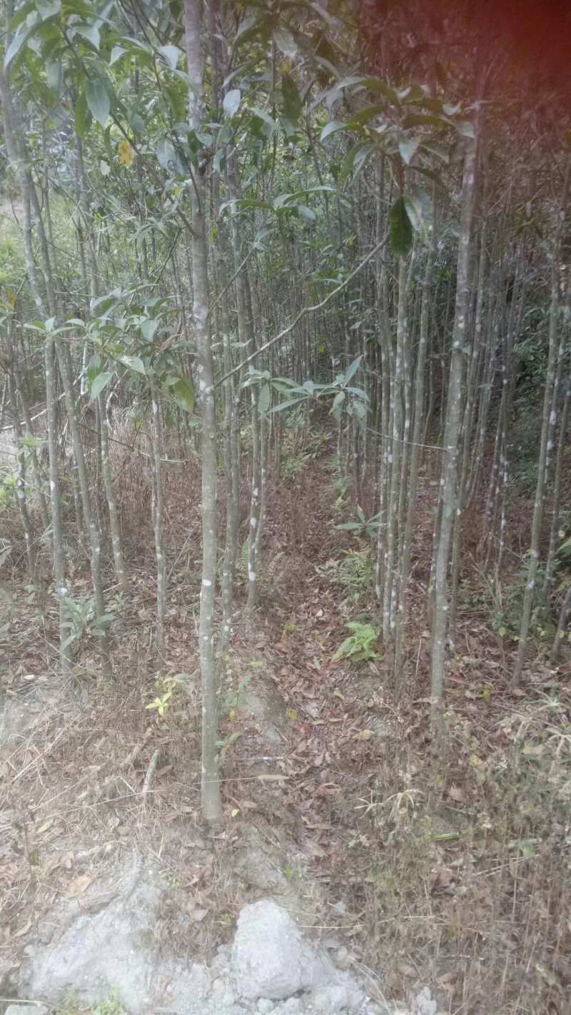 各种规格的木荷苗，枫香苗，杜英苗，杉木苗，油茶苗，香樟苗
