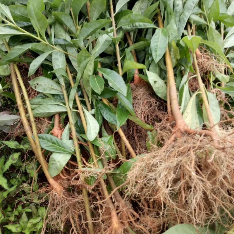 各种规格的木荷苗，枫香苗，杜英苗，杉木苗，油茶苗，香樟苗