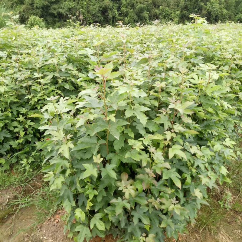 各种规格的木荷苗，枫香苗，杜英苗，杉木苗，油茶苗，香樟苗