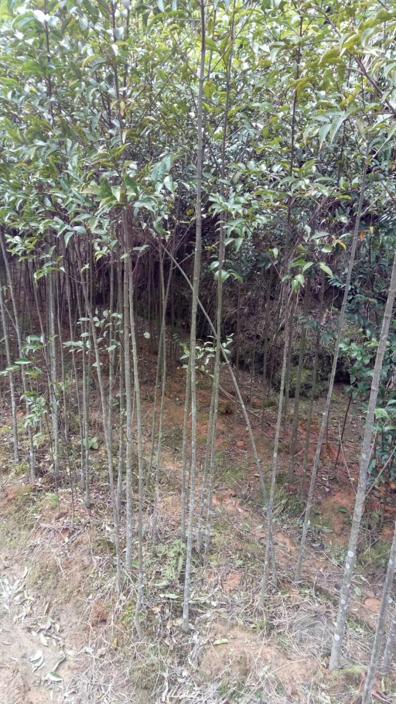 各种规格的木荷苗，枫香苗，杜英苗，杉木苗，油茶苗，香樟苗