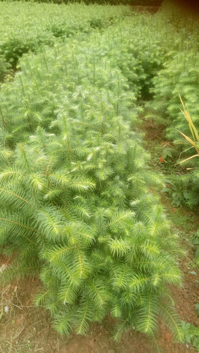 各种规格的木荷苗，枫香苗，杜英苗，杉木苗，油茶苗，香樟苗
