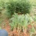 各种规格的木荷苗，枫香苗，杜英苗，杉木苗，油茶苗，香樟苗