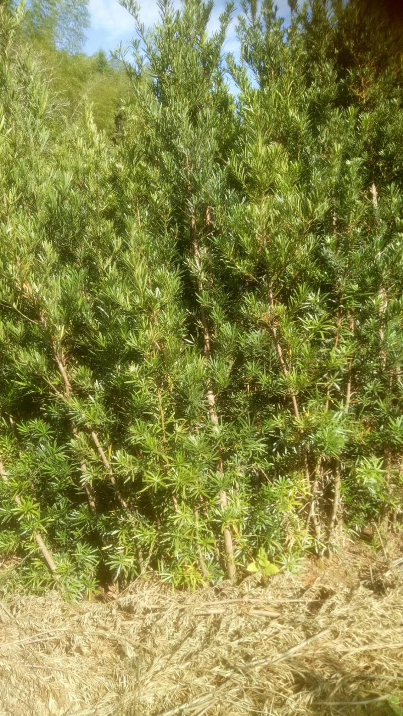 各种规格的木荷苗，枫香苗，杜英苗，杉木苗，油茶苗，香樟苗