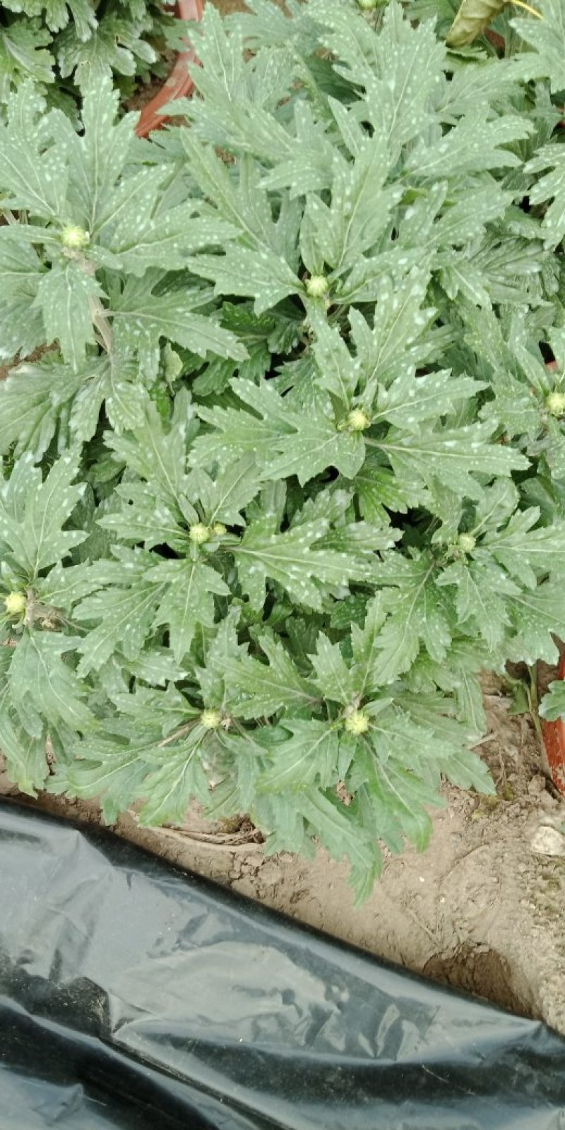 菊花