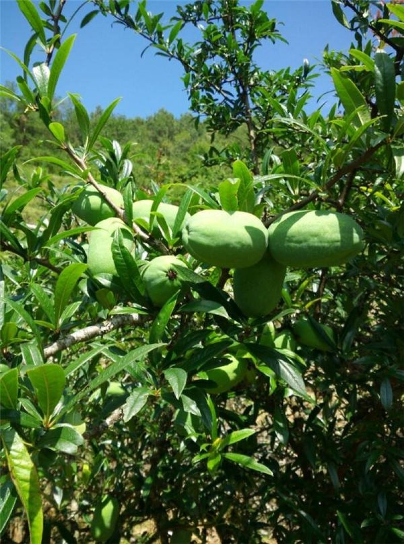 云南腾冲野生木瓜干片煲汤炖鸡通乳治风湿