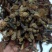 海南野生小红灵芝