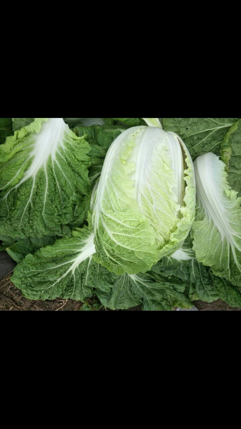 大庆肇州县白菜上市了