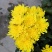黄菊，菊花切花，