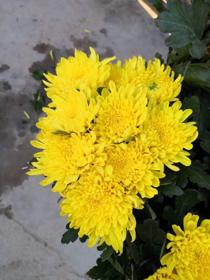 黄菊，菊花切花，