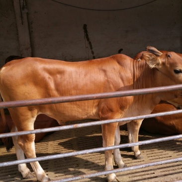 肉牛王每头牛补贴1000元,包成活包回收免费送货
