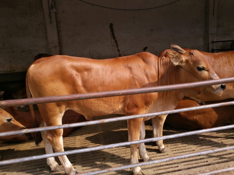 肉牛王每头牛补贴1000元，包成活包回收免费送货