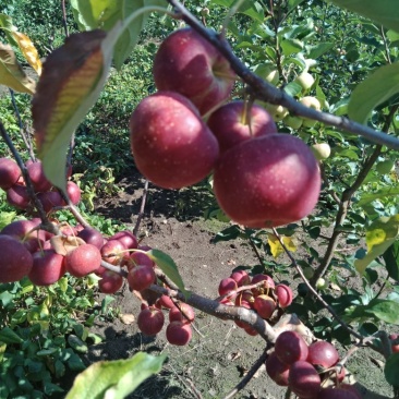 123小苹果，龙丰