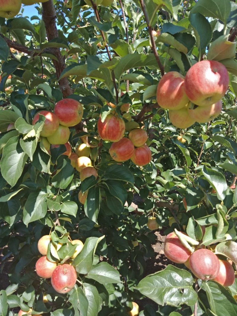 123小苹果，龙丰