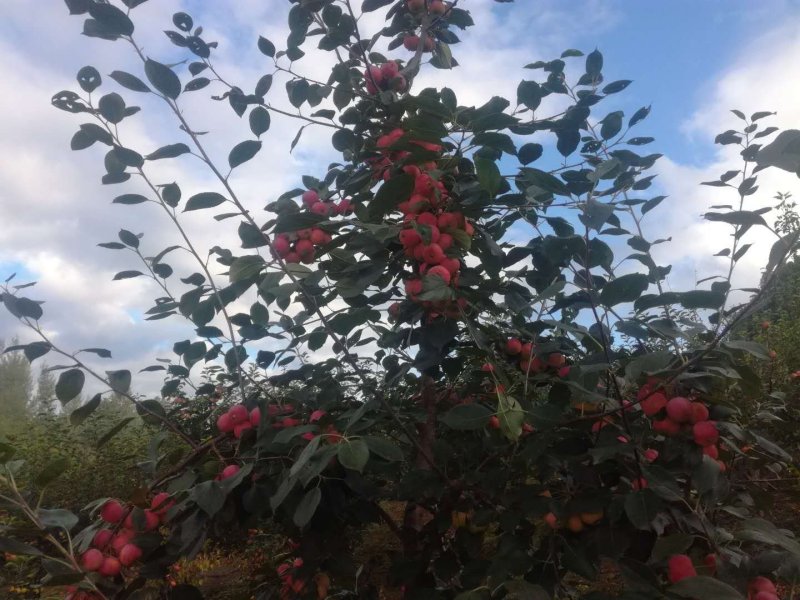 123小苹果，龙丰