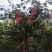 123小苹果，龙丰