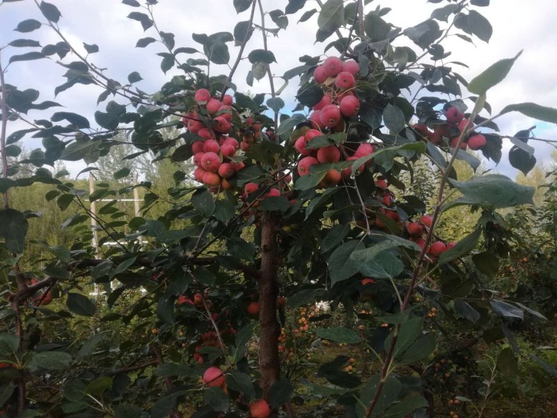 123小苹果，龙丰