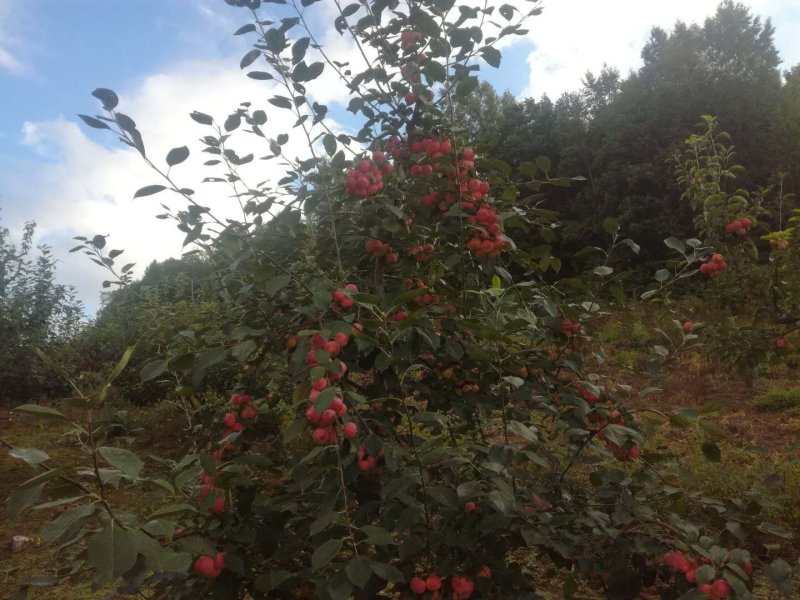 123小苹果，龙丰