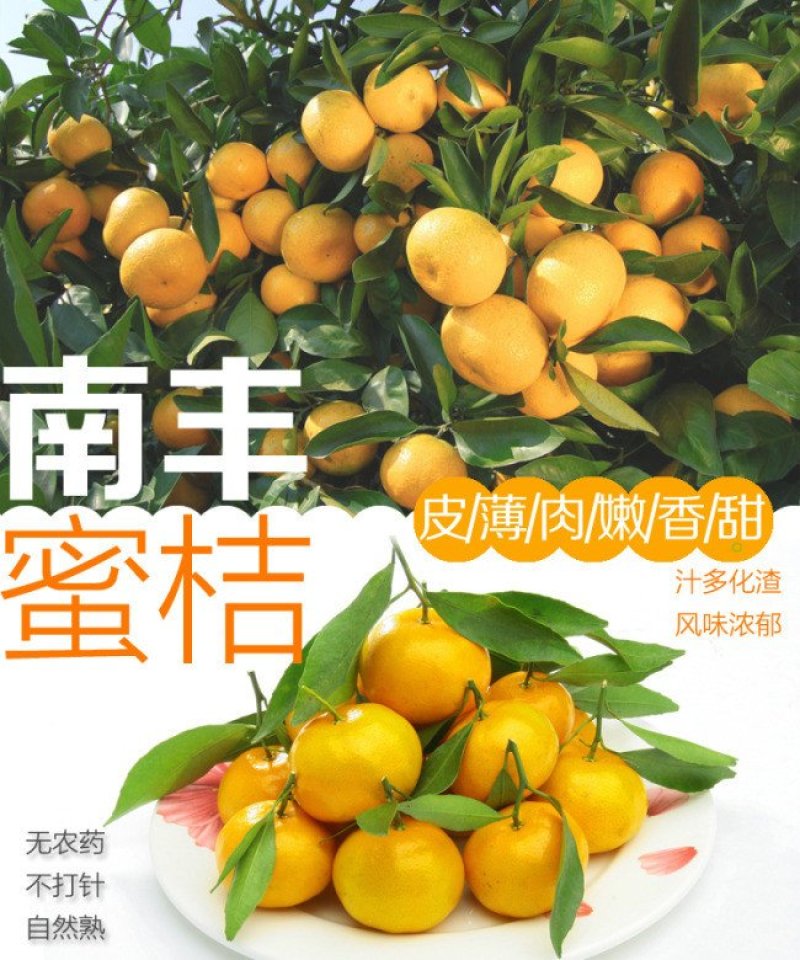 南丰蜜橘，广西蜜橘，蜜橘