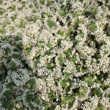 韭菜花