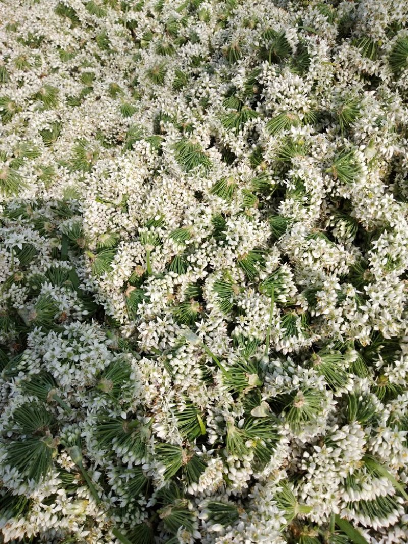 韭菜花