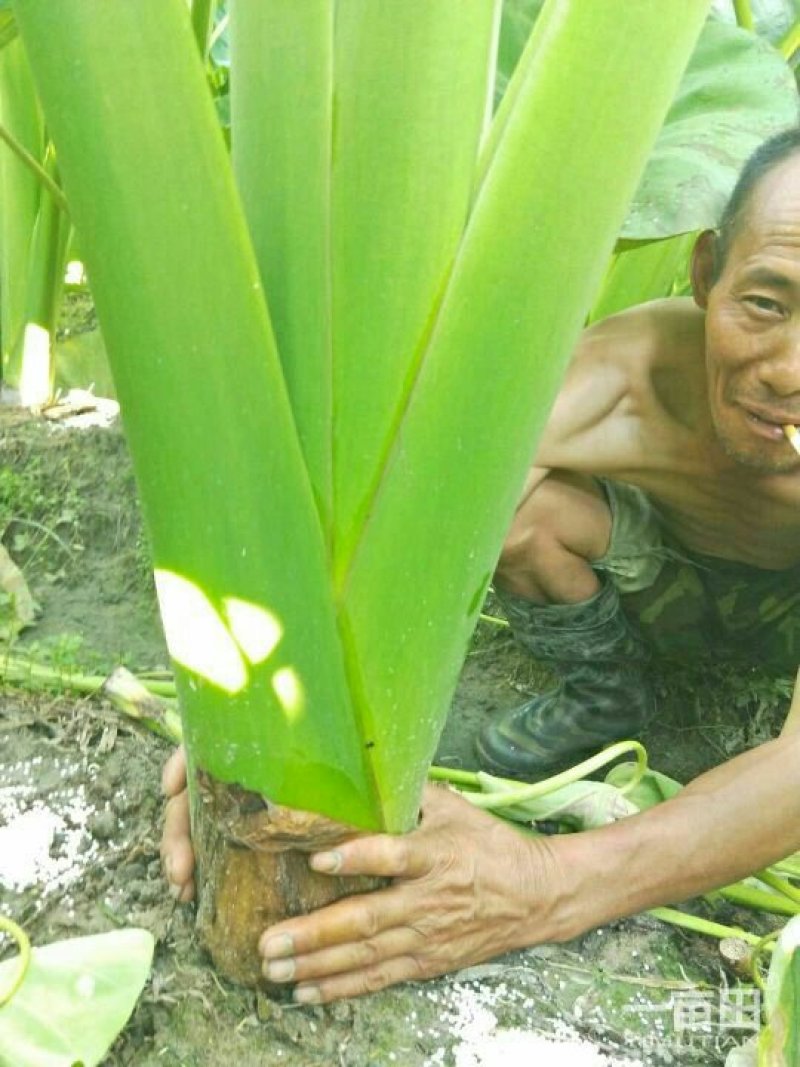 芋头马上上市，欢迎老板来订单。