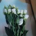 各种鲜花批发，可一件代发