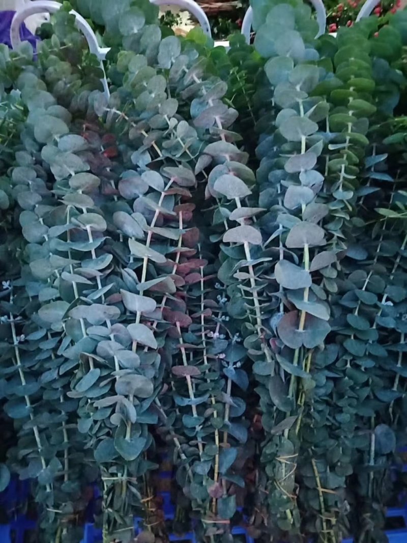 各种鲜花批发，可一件代发