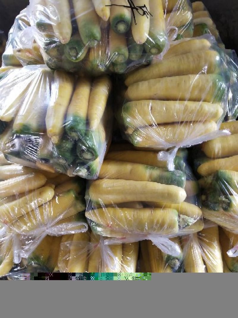 万亩红萝卜，黄萝卜，大量上市，供应商超市场团购批发